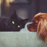 perro, gato, mascotas, Pixabay