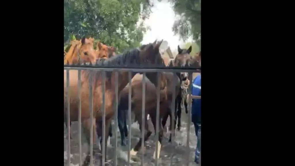 caballos, captura video Facebook