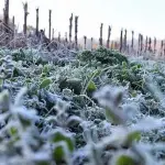 El gremio nacional de productores de fruta de Chile declaró, a través de su presidente, que irá, junto con las autoridades, en ayuda de los agricultores afectados por heladas.