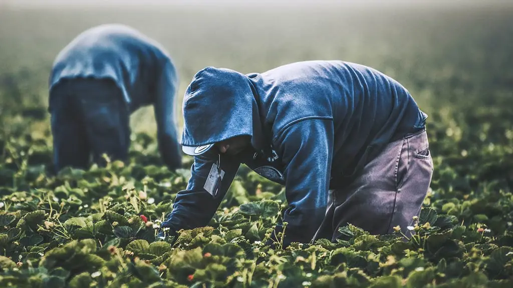 Trabajadores temporeros