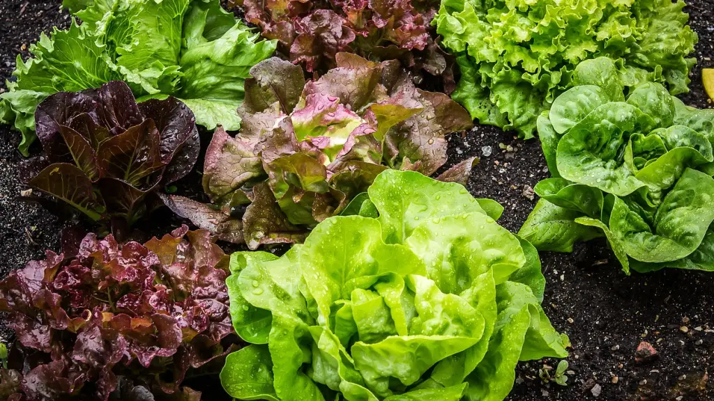ensalada, salatpflanze, lechuga, Pixabay