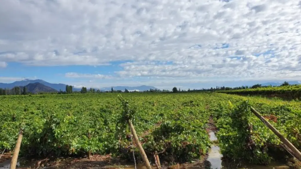 La fruta de verano ya se encuentra cosechada en su totalidad, siendo zonas puntuales donde la fruta de invierno ha visto interrumpida su cosecha debido a las condiciones del tiempo.