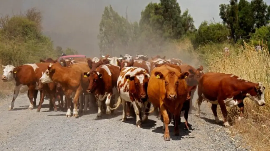 Dentro de las comunas de Biobío, en relación a muerte de vacunos y robo de equinos, la comuna con los índices más altos de abigeato es Mulchén.