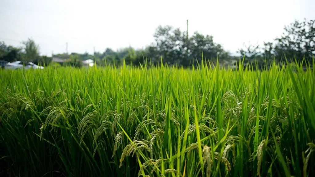 Programa de líderes campo chileno
