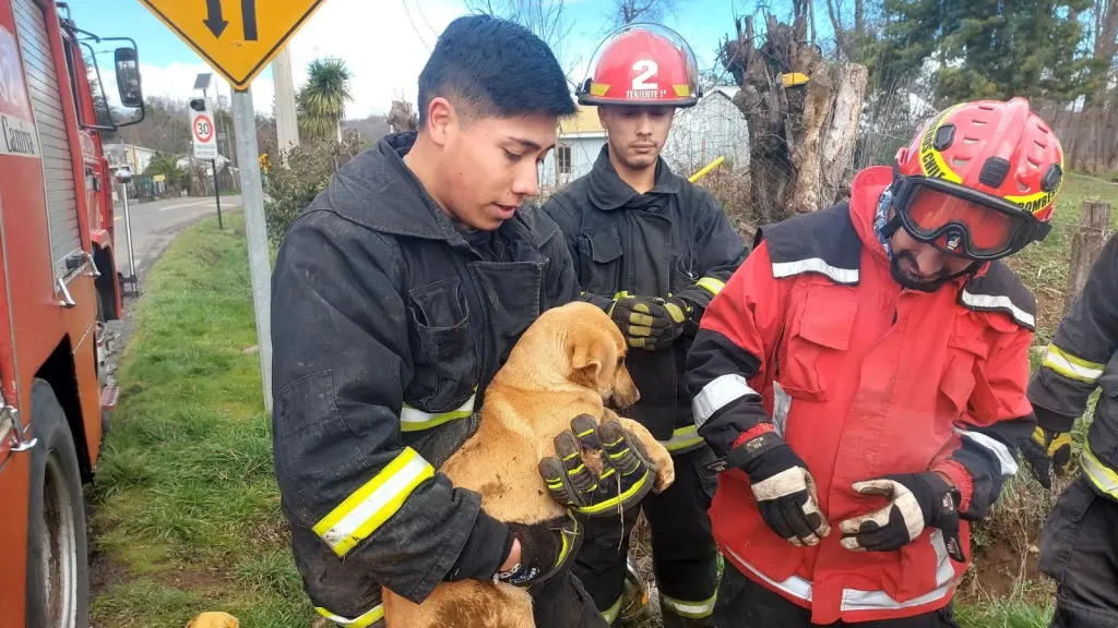 Rescate de cachorro en sector Los Junquillos | Cuerpo de Bomberos de Santa Bárbara