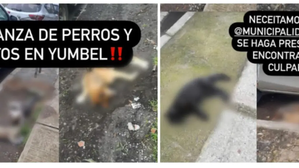 Matanza de perros y gatos, Animalistas y ayuda Concepción