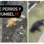 Matanza de perros y gatos, Animalistas y ayuda Concepción