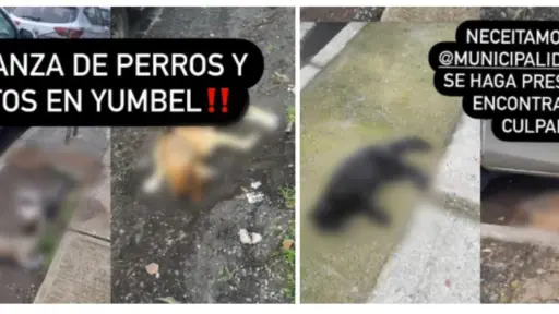 Al parecer fue un veneno muy potente: Ambientalista local lamenta matanza de perros y gatos en Yumbel