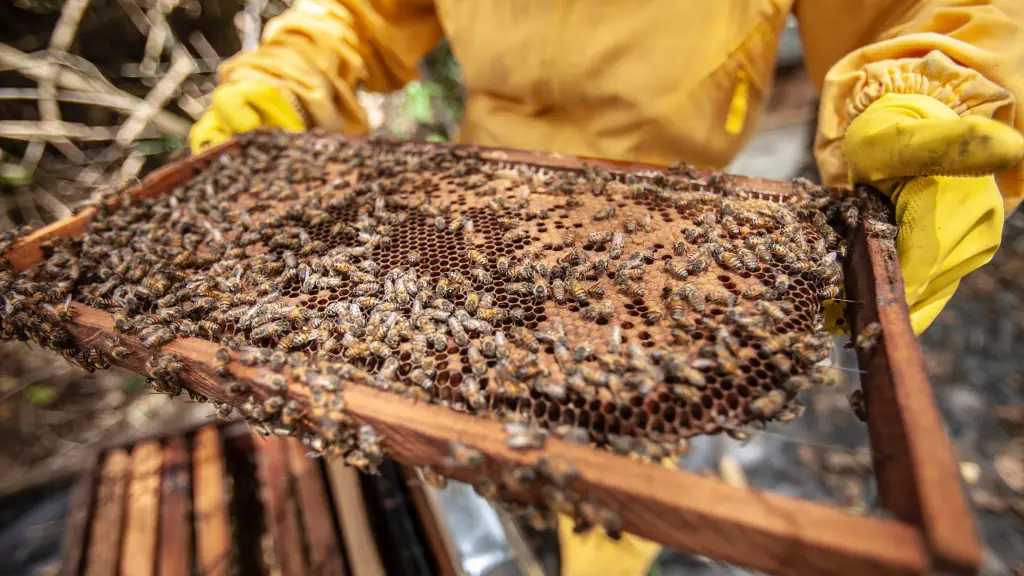 Daños apicultura por inundaciones