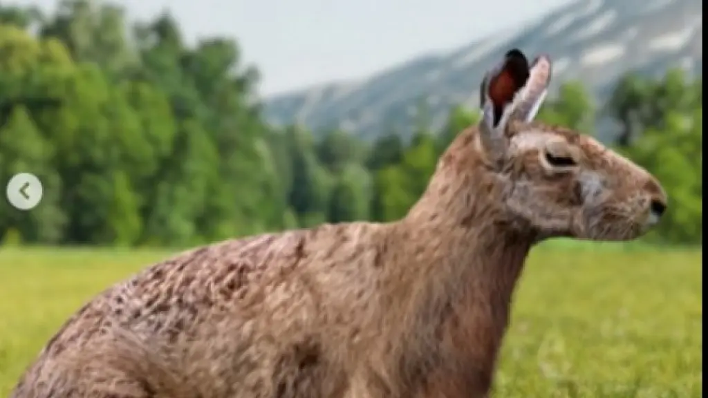 El Pachyrukhos ngenwinkul es una especie extinta que tenía el tamaño de un conejo., Ladera Sur