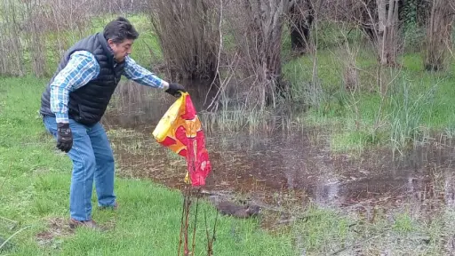 Devuelven a su hábitat a coipo encontrado en sector urbano de Laja