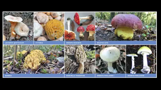 Descubre la diversidad de hongos comestibles en comunas de la provincia de Biobío