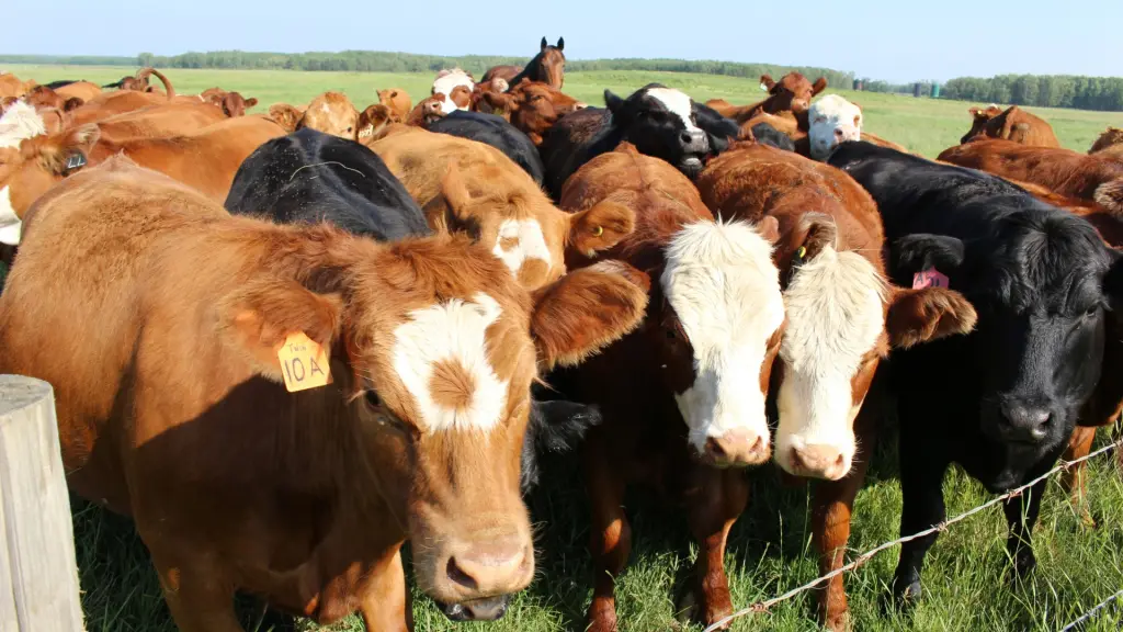 En algunas zonas donde no hubo anegamiento de las zonas donde había pasto para ganado bovino, este detuvo su crecimiento o tuvo que regenerarse, situación que afectó en la época más cara de alimentación para animales, que es invierno.