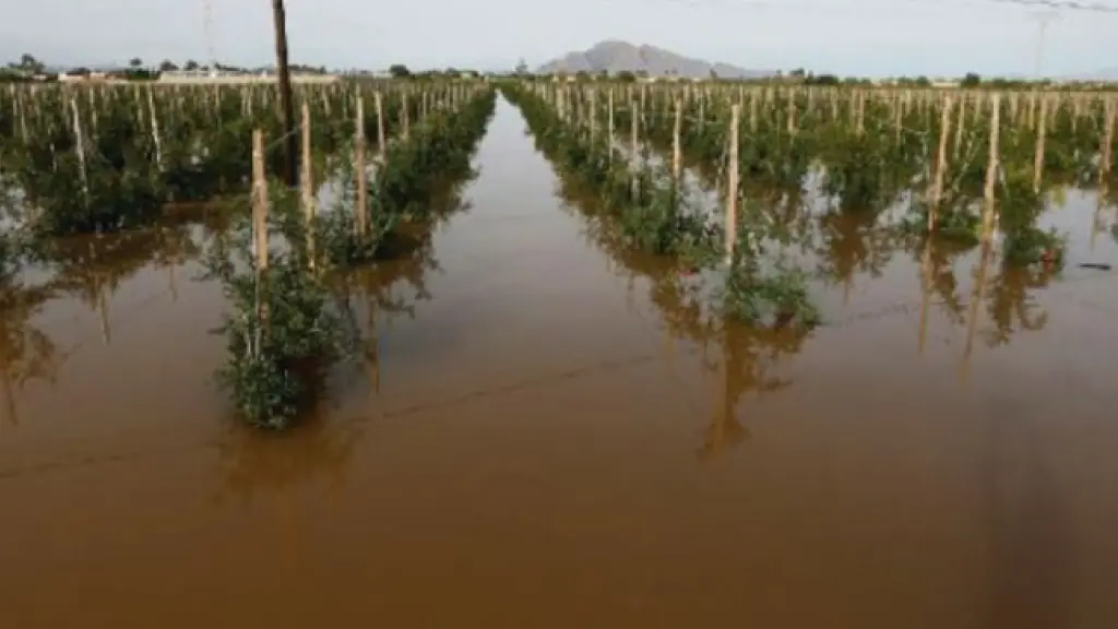 Daños en agricultura por inundaciones