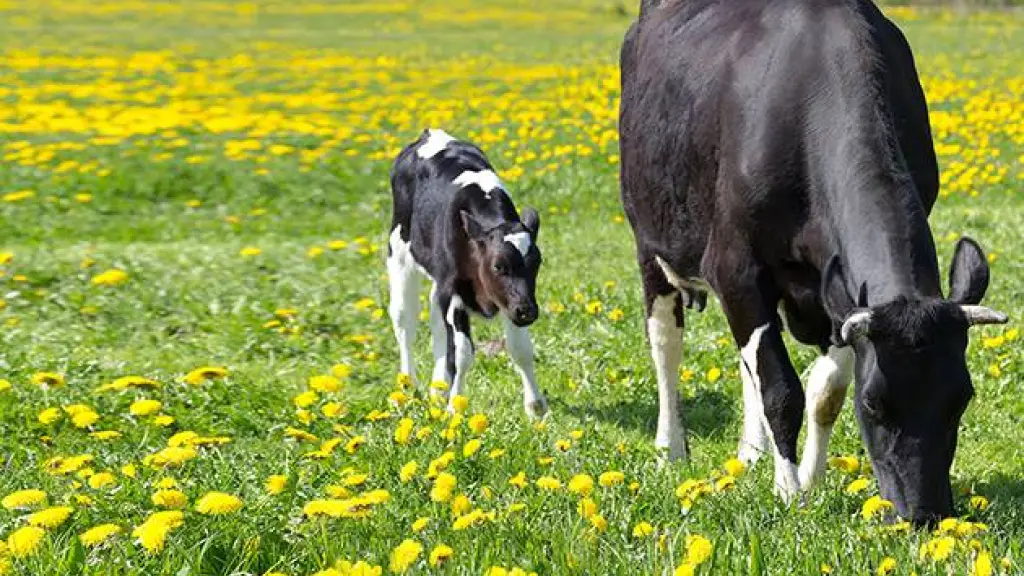 Los productores de leche quieren sacar del imaginario nacional chileno el que las vacas son las principales responsables del fenómeno del calentamiento global.