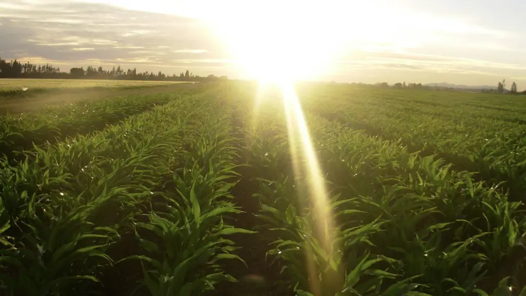 Producción de semillas en Chile