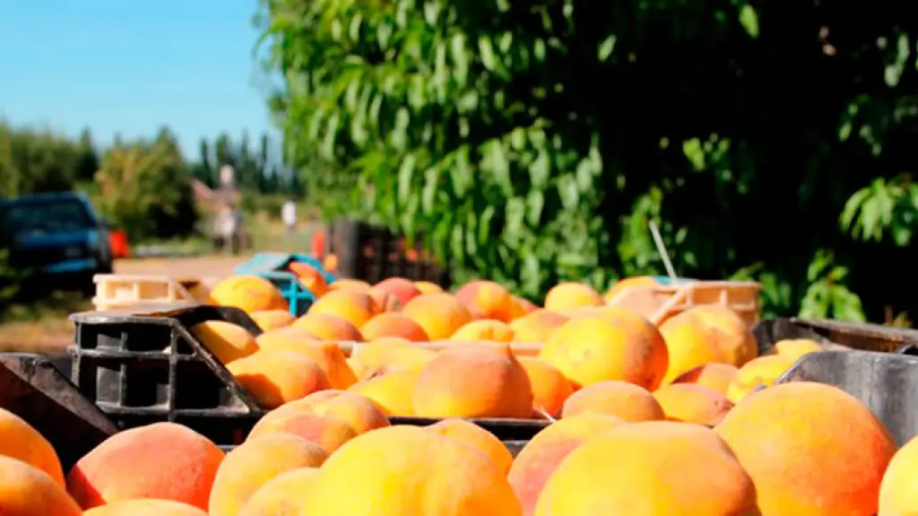 La normalización de los servicios de fletes marítimos permitió a los carozos salir en servicios express con 3 a 4 salidas semanales, llegando con buena calidad de fruta.