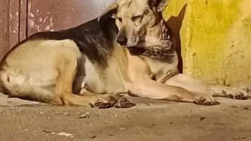 Buscan a Yoni, un perro que durante 15 años vivió en una esquina de Los Ángeles