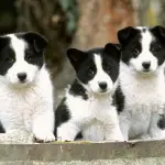 Mascotas, Cedida