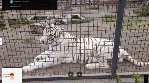 Fiscalía y SAG indagan ataque de tigre a dueño de zoológico 