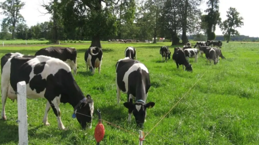 La cantidad de vacas lecheras que forman la cadena láctea nacional bajó desde los 3,00 millones a los 2,92 millones, debido a una merma en el ganado para carne según la percepción de los encuestados.