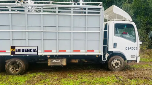 En Padre Las Casas: Recuperan camión de transporte de ganado robado en Freire