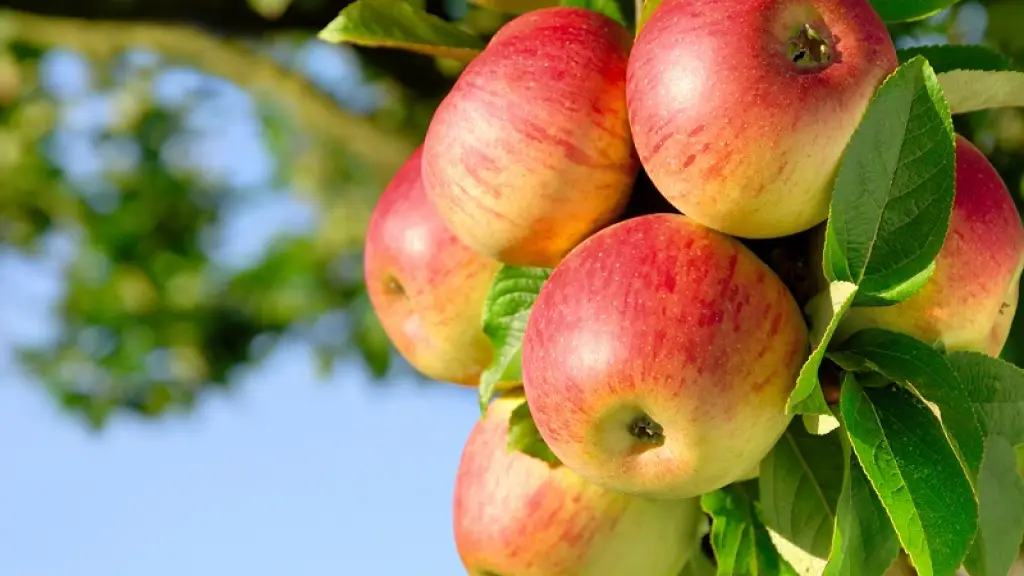 Las hectáreas de manzanos a nivel país han disminuido, impulsada esta baja por la mayor eficiencia en el rendimiento de cada planta, permitiendo producir más en menos hectáreas.