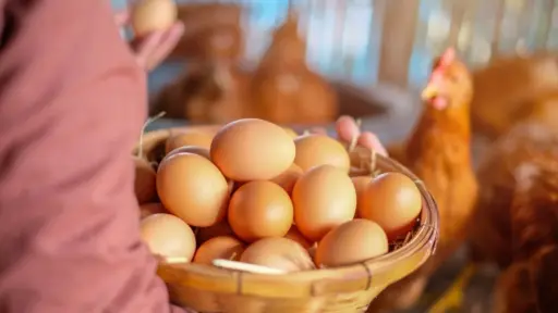 Producción de huevos de consumo en Chile registra baja interanual del 1,5% en febrero de 2025