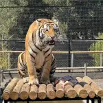 Tigre zoológico de Los Ángeles, Zoológico Animals Park 