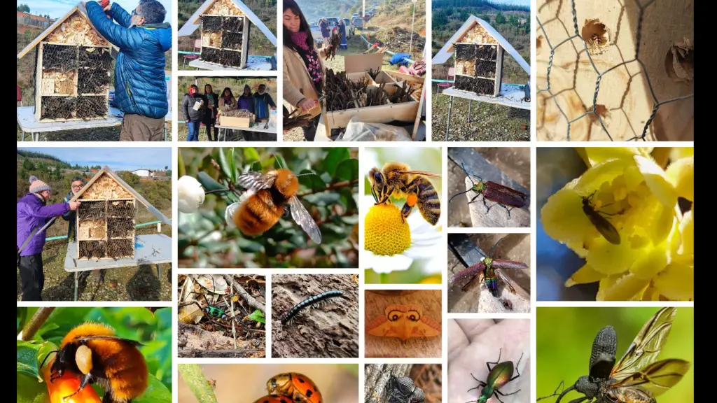 Refugios para insectos, Diario La Tribuna