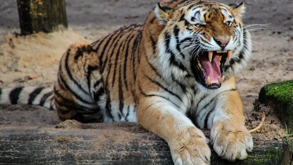 tigre, nuturaleza, animales, Pixabay