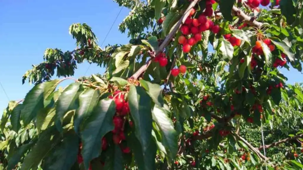 Inscripción participantes exportación de frutas Chile