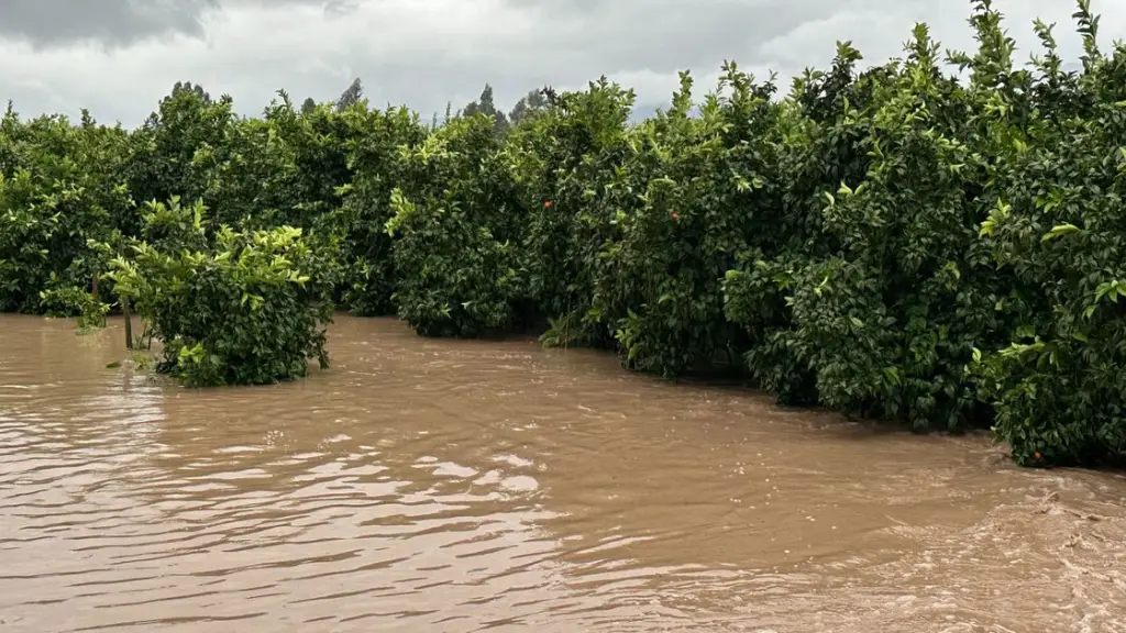 Las principales especies afectadas por los eventos climáticos extremos fueron el brócoli, la coliflor, el repollo, la zanahoria y la canola. También resultaron dañadas bodegas y sistemas de riego.