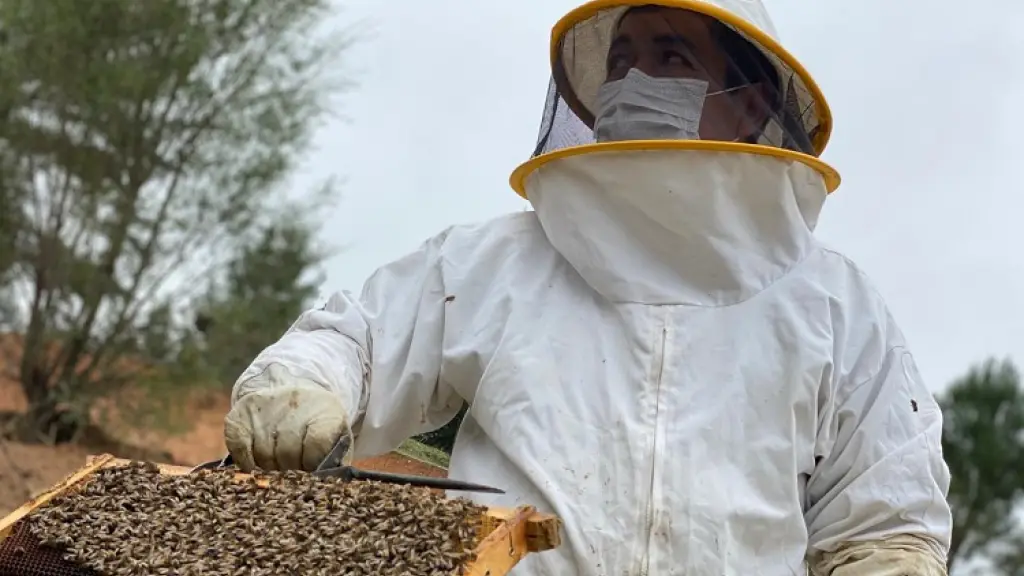 Con la destrucción del bosque nativo producto de los incendios forestales, la sustentación alimentaria de las colmenas se verá dificultada para los productores de la zona.