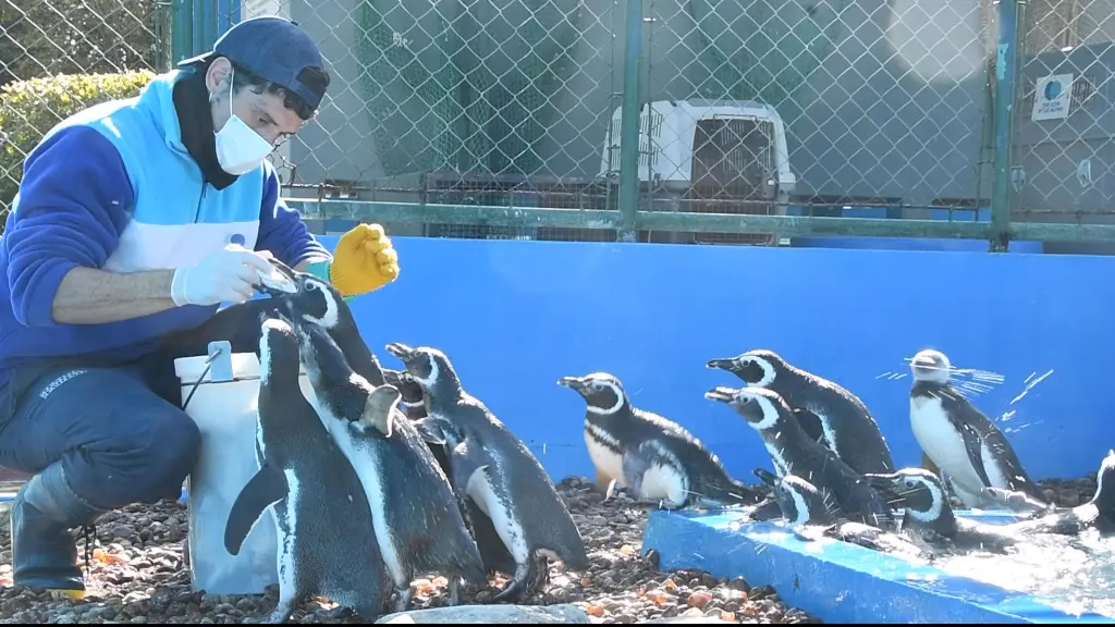 Pinguinos devueltos a su hábitat, EFE
