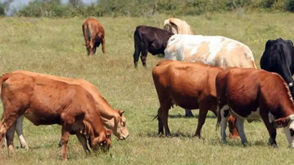 Los ganaderos de menor tamaño no pueden asumir las pérdidas que genera un robo de animales y se ven obligados a salir del negocio de la producción de carne. 