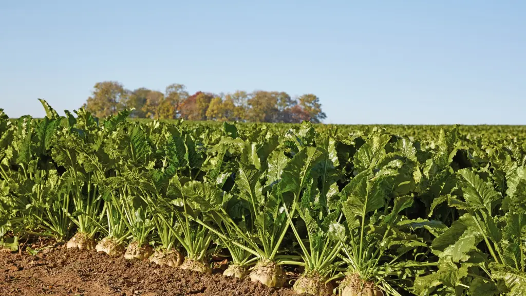 Biobío ha aumentado de manera importante su superficie de remolacha en relación a la temporada pasada, lo que se explica por proyecciones de una mejor temporada en términos climáticos.