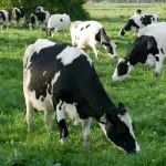 Recepción nacional de leche Chile