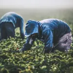 El rubro frutícola es uno de los principales ingresos del país, y con la falta de trabajadores nacionales se ha vuelto un sector estratégico para los trabajadores. 