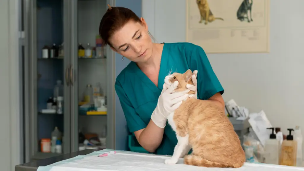 Fotografía de contexto, Freepik