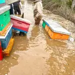 Daños apicultura por inundaciones
