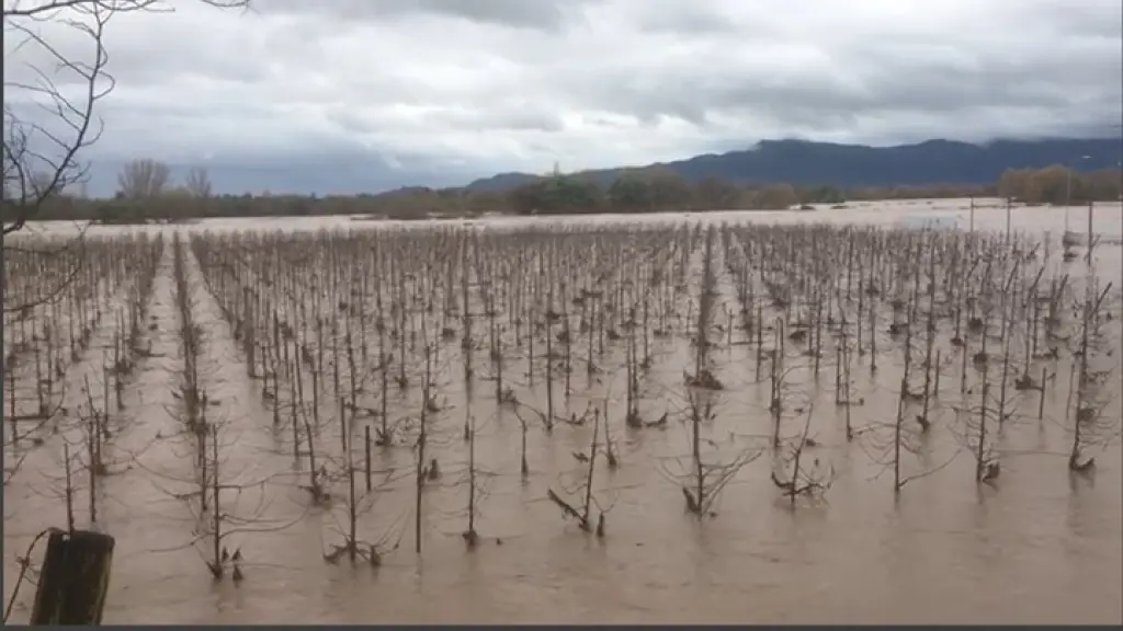 Daños a fruticultura por inundaciones