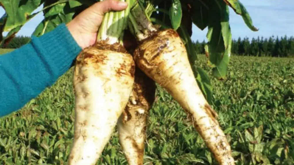 La presente temporada de contratación de hectáreas de achicoria supera las hectáreas y agricultores de la temporada anterior, por lo que se espera mejores resultados que en ese periodo.