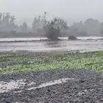 Efectos inundaciones en agricultura