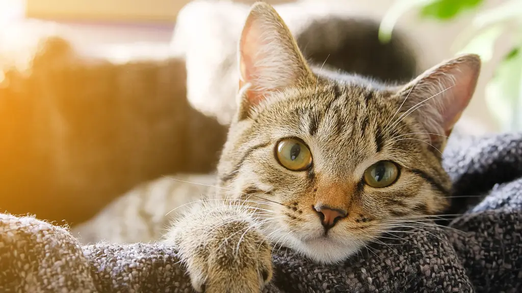 Día Internacional del Gato, contexto