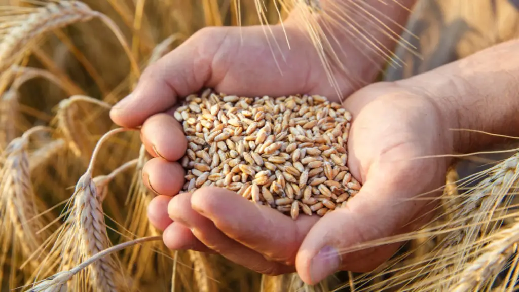 Al no bastar la producción interna para abastecer todo el mercado chileno, se importan productos como trigo grano a los distintos molinos que operan en el país.
