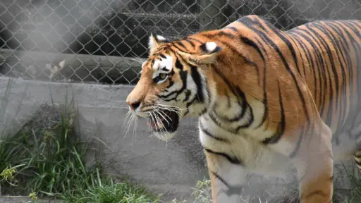 Sigue en investigación caso de ataque de tigre a persona mayor en zoológico de Los Ángeles