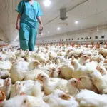 La experiencia de los planteles afectados por la epidemia permitirá construir una mejor forma de trabajo en la producción avícola, en especial en los nuevos estándares de bioseguridad.