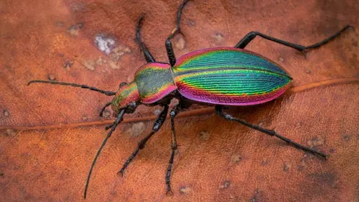 Exposición Los Insectos más lindos de Chile busca concientizar sobre su importancia en el ecosistema 
