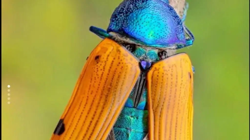 Insecto Joya (Conognatha viridiventris, Foto: Vicente Valdés) | 